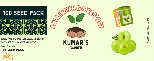 Simple Guide on How to Grow Amla Seeds