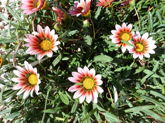 Maximizing Plant Health: A Guide to Using 10-10-10 Fertilizer Effectively