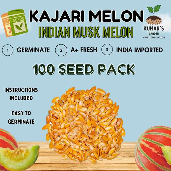 Kajari Melon (Indian Musk Melon) 100 Seed Packet Kajari Melon (Indian Musk Melon) 100 Seed Packet