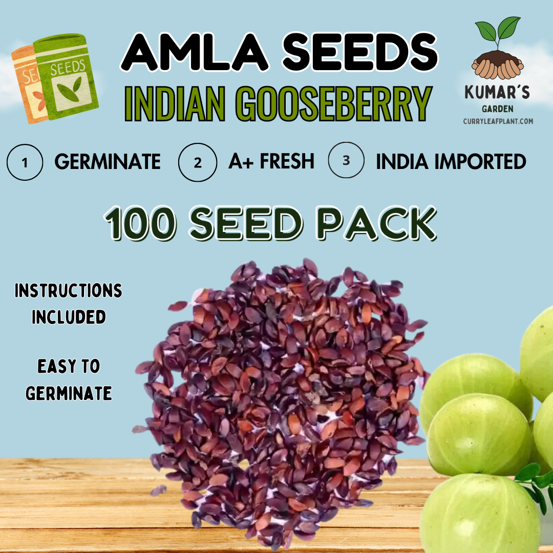 Amla Seeds