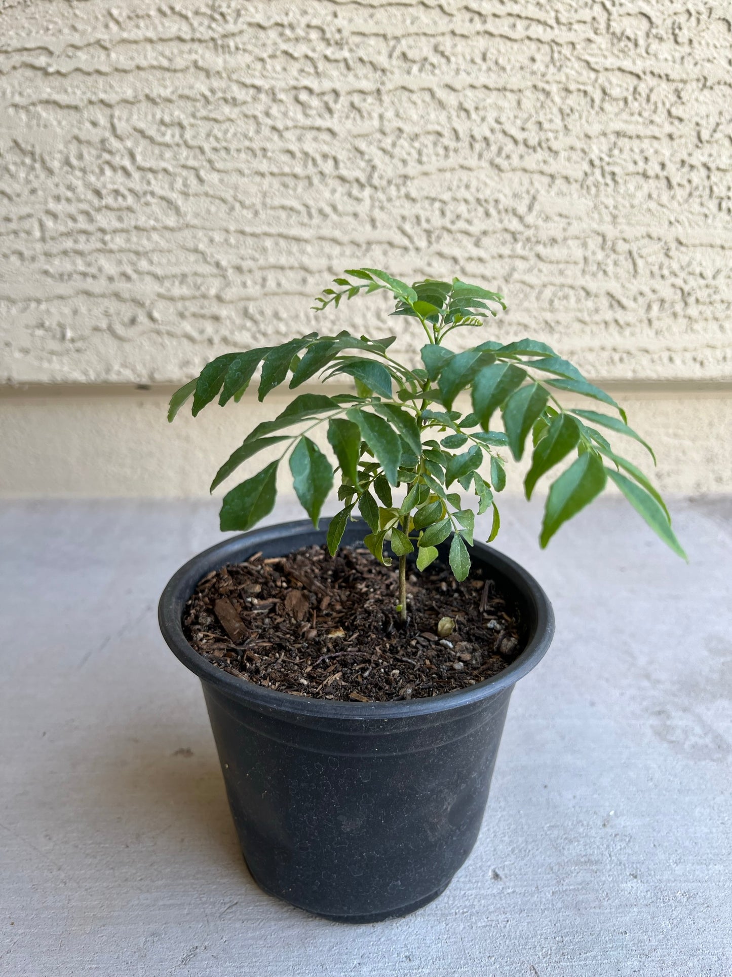 Curry Plant With Black Pot