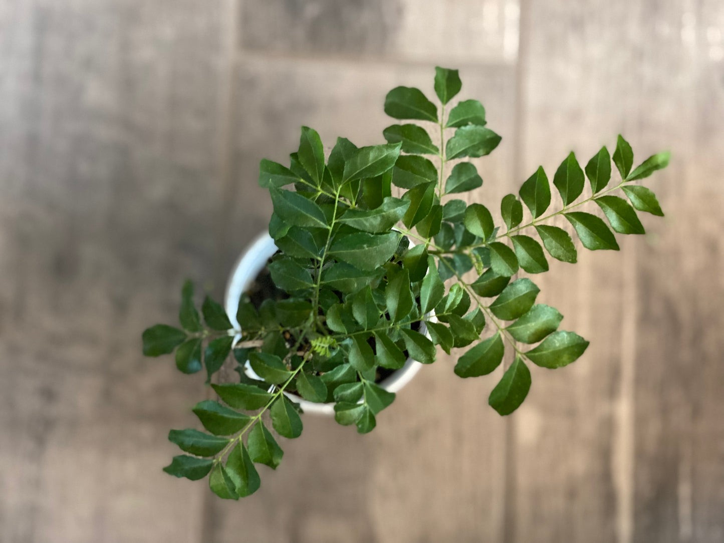 Curry Leaf Plant 6 Inches (With Fertilizer)