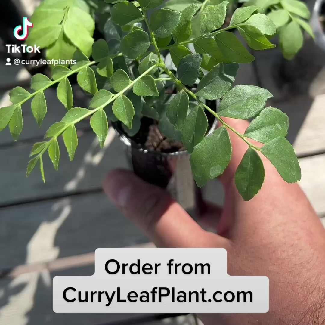 Curry Leaf Plants