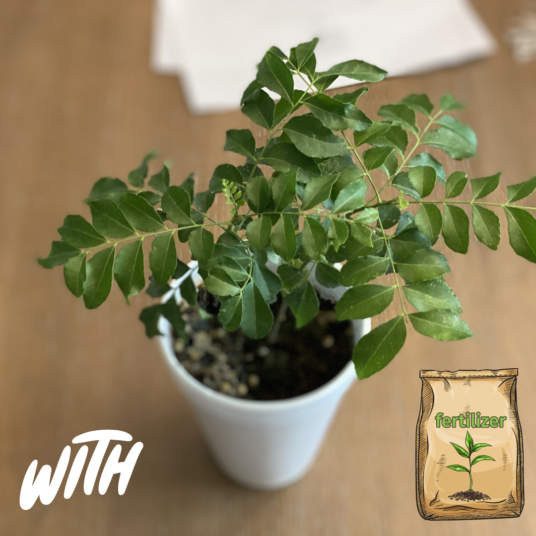 Curry Leaf Plant With Fertilizer