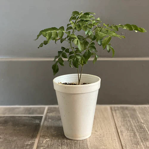 curry plant in pot Healthy Curry Leaf Plants 6 Inches
