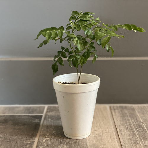 Curry Leaf Plant Leaves