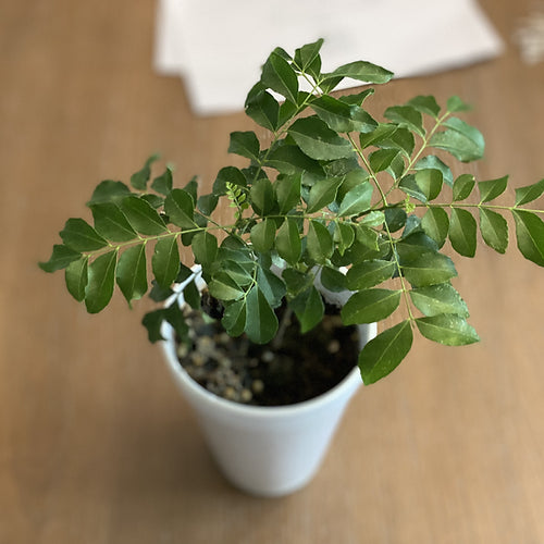 Healthy Curry Leaf Plants 6 Inches