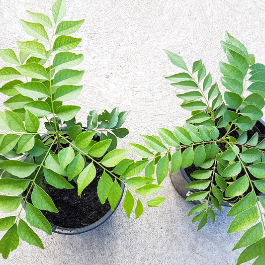 What's The Difference Between Neem Tree vs Curry Leaf Plant?