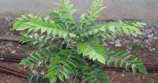 How To Care for Curry Leaf Plant