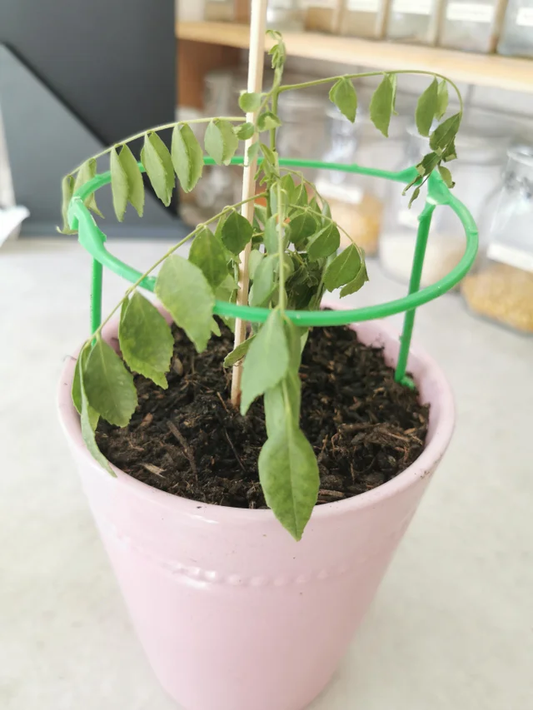 Growing Curry Leaf Plant