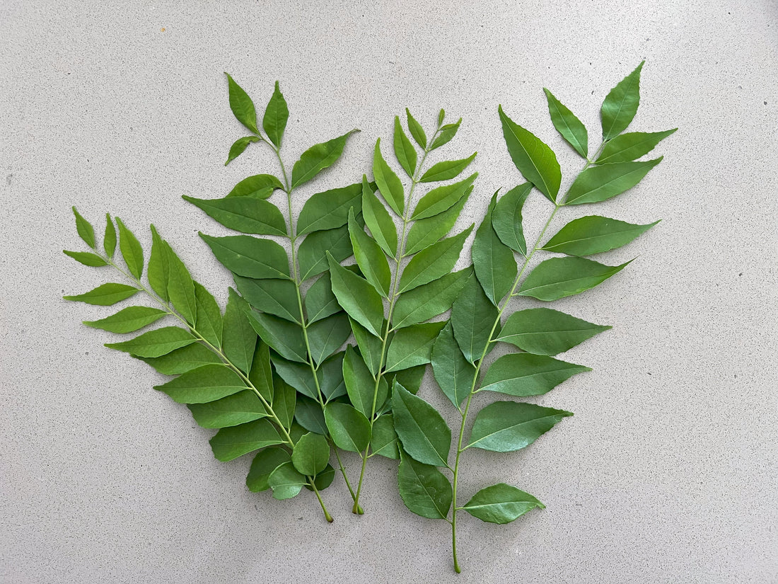 How to Harvest Curry Leaves Without Stripping Your Plant