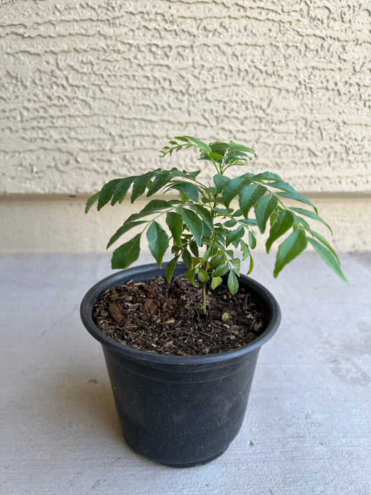Curry Leaf Plant Winter Care Indoors: A Practical Checklist