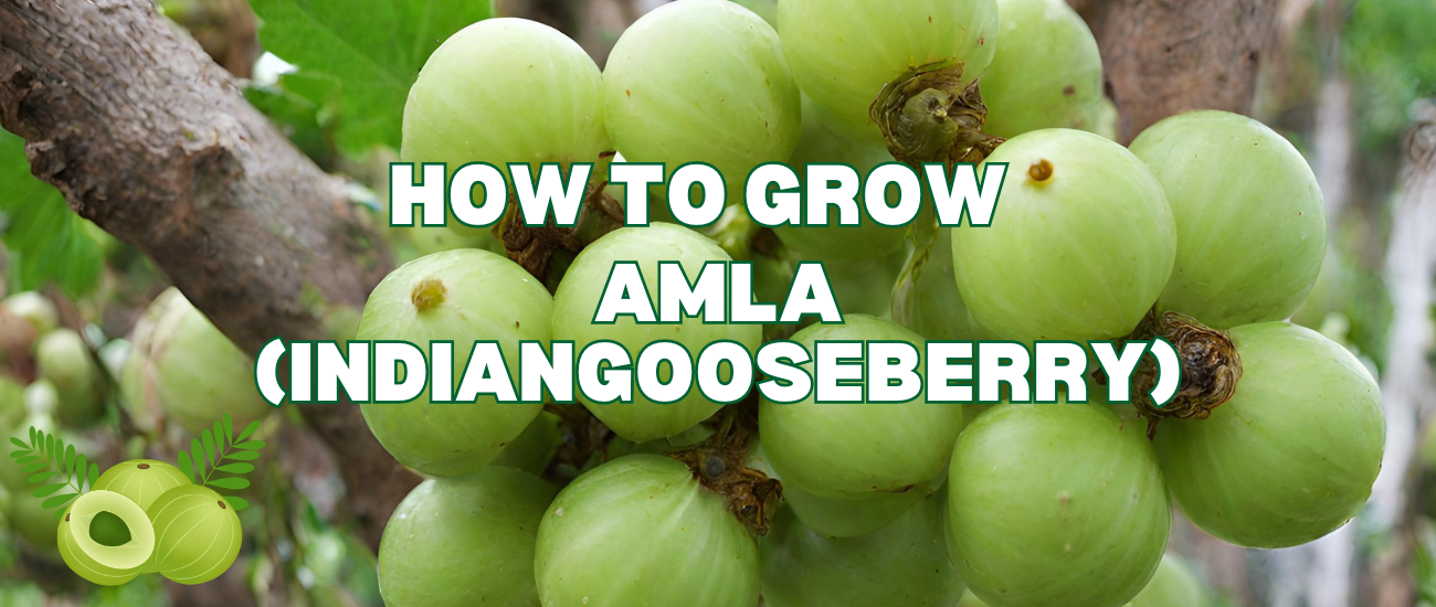 How To Grow Amla Plants | Indian Gooseberry Guide