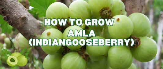 How To Grow Amla Plants