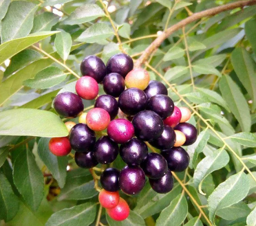 Curry Leaf Seeds