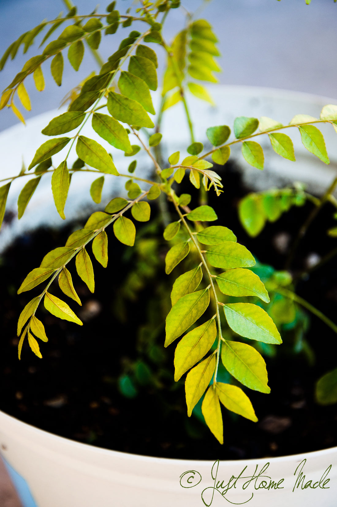 Keeping Your Curry Leaf Plant Green and Lush: Essential Care Tips to Prevent Leaf Dropping