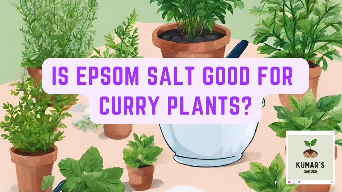Epsom Salt For Curry Plants