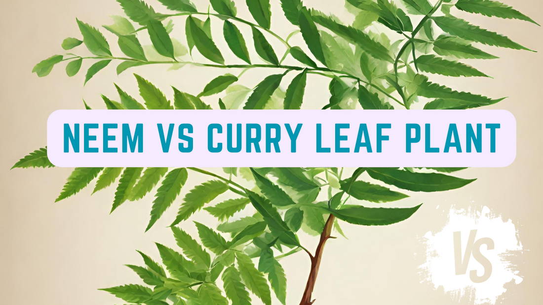 Neem vs. Curry Leaf Plant: Understanding the Distinctions for Gardeners