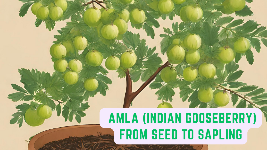 The Ultimate Guide to Propagating Amla (Indian Gooseberry) from Seed to Sapling