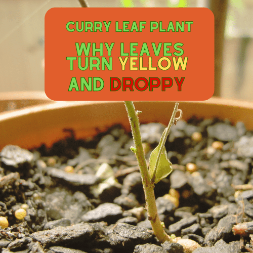 Tips for Healthy Curry Leaf Plants: Why Leaves Turn Yellow and are Droppy