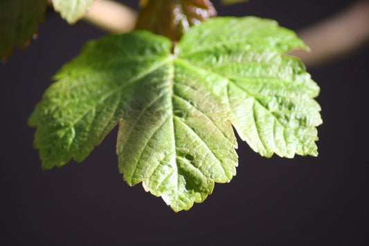 5 Effective Tactics to Combat Powdery Mildew and Spider Mites on Curry Leaf Plants