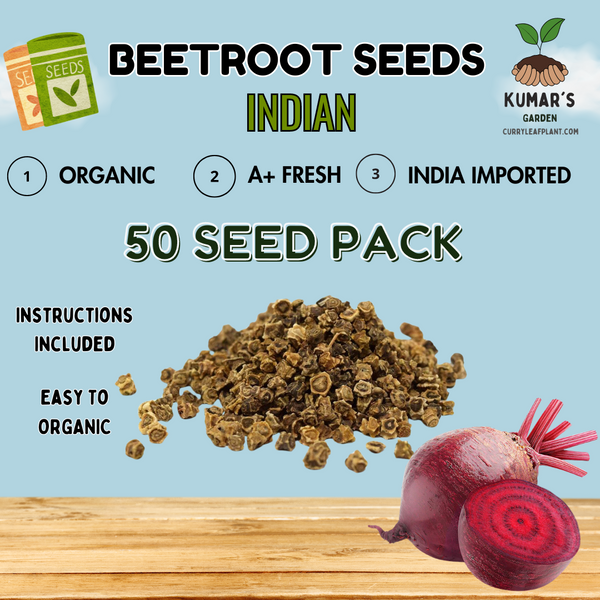 Beetroot (Chukandar) 50 Seed Packet by Kumar's Garden