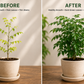 Curry Leaf Plant Fertilizer | Premium Slow Release Granules | Indoor & Outdoor Curry Tree Food | Healthy Leaf Growth | 12 oz Bottle