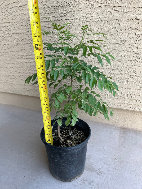 Curry Leaf Plant 1-2 Feet (Extra Large)