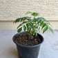 Curry Plant With Black Pot