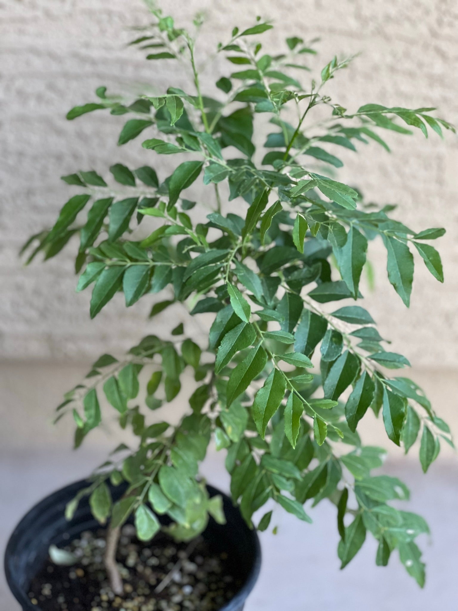 Healthy Curry Leaf Plants 6 Inches