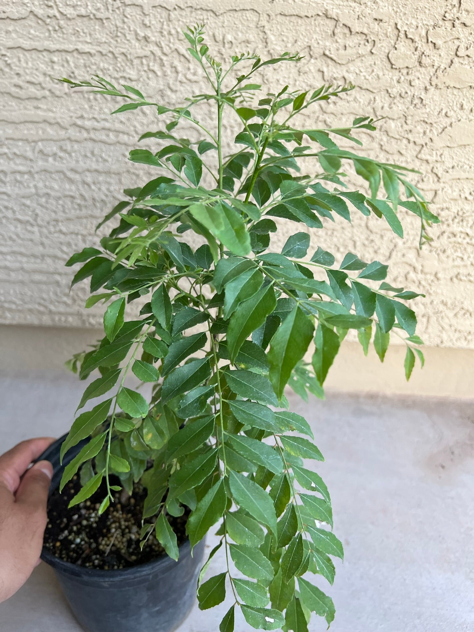 Healthy Curry Leaf Plants 6 Inches