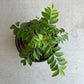 Curry Tree With Wide Black Pot