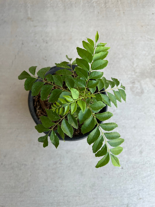 Curry Tree With Wide Black Pot