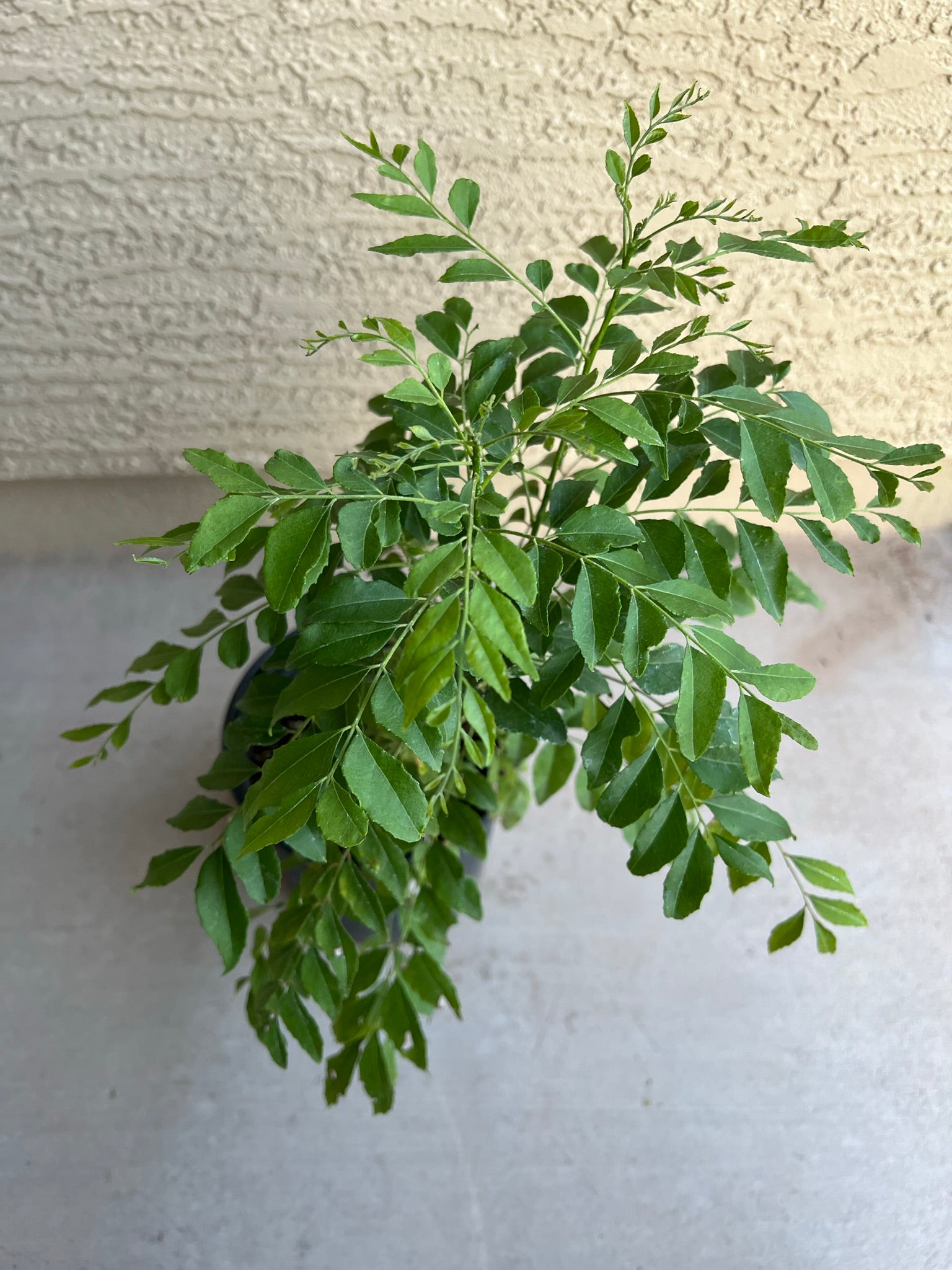 Healthy Curry Leaf Plants 6 Inches