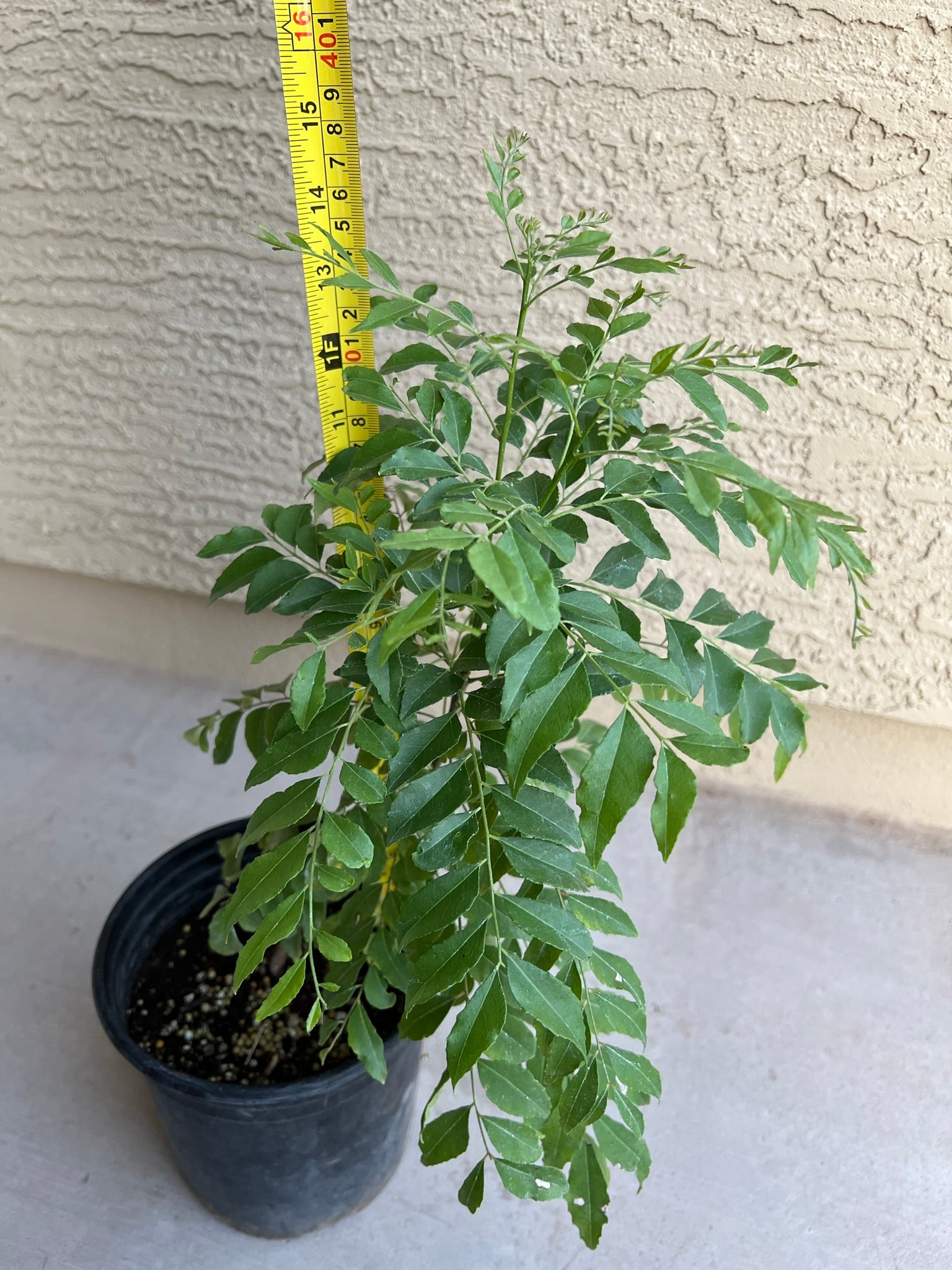 Healthy Curry Leaf Plants 6 Inches
