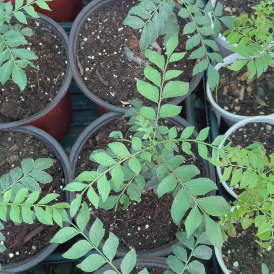 Curry Tree with Wide Pot