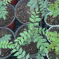 Curry Tree with Wide Pot
