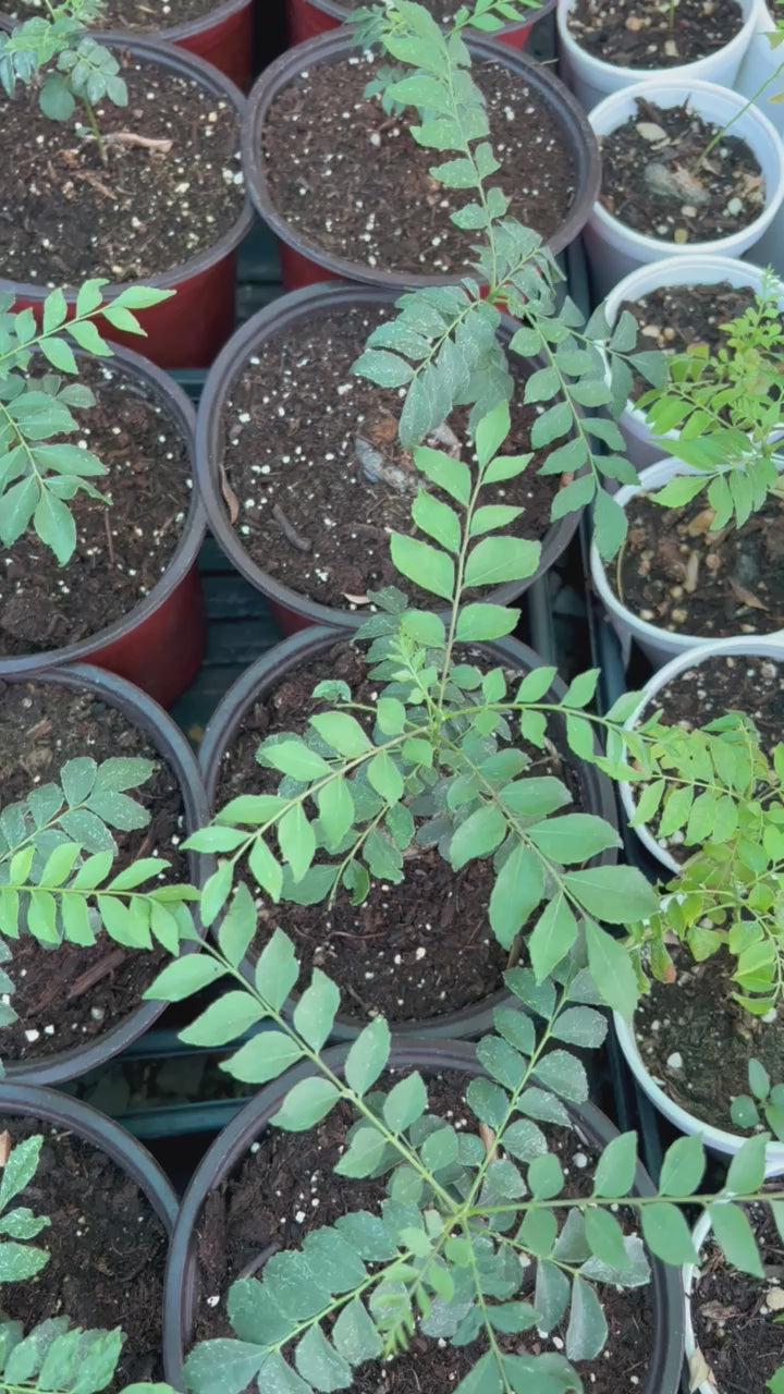 Curry Tree with Wide Pot