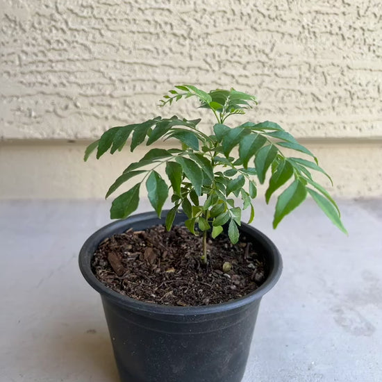 Curry Leaf Plant With Pot