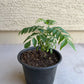 Curry Leaf Plant With Pot