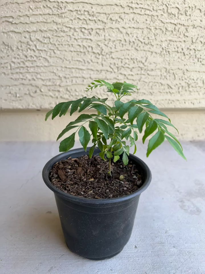 Curry Leaf Plant With Pot
