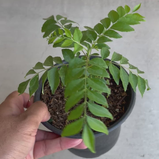 Curry Tree With Pot 