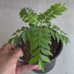 Curry Tree With Pot 