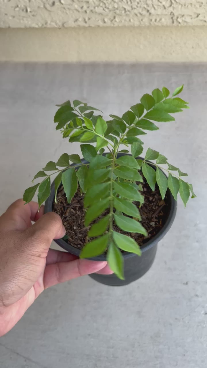 Curry Tree With Pot 