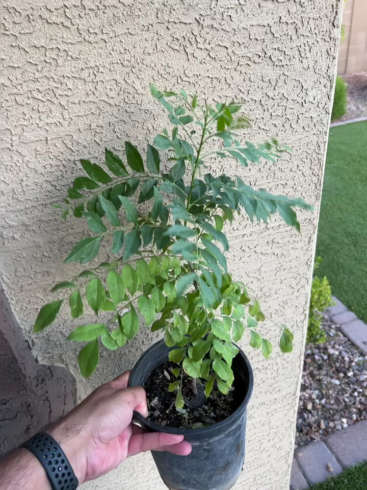 Healthy Curry Leaf Plants 6 Inches