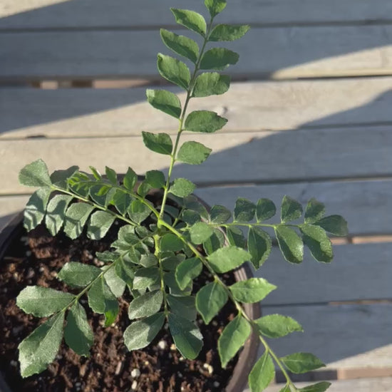 Curry Leaf Plant with Wide Pot