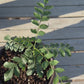 Curry Leaf Plant with Wide Pot
