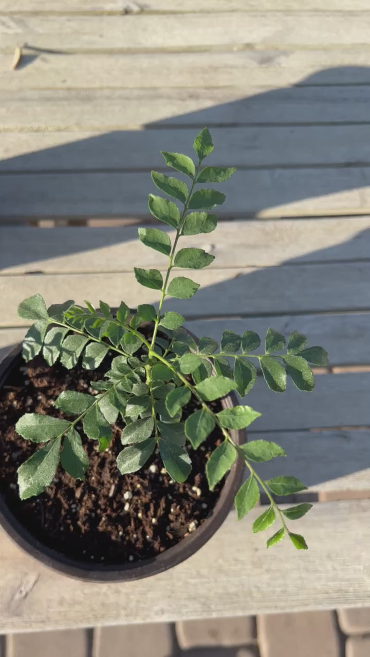 Curry Leaf Plant with Wide Pot