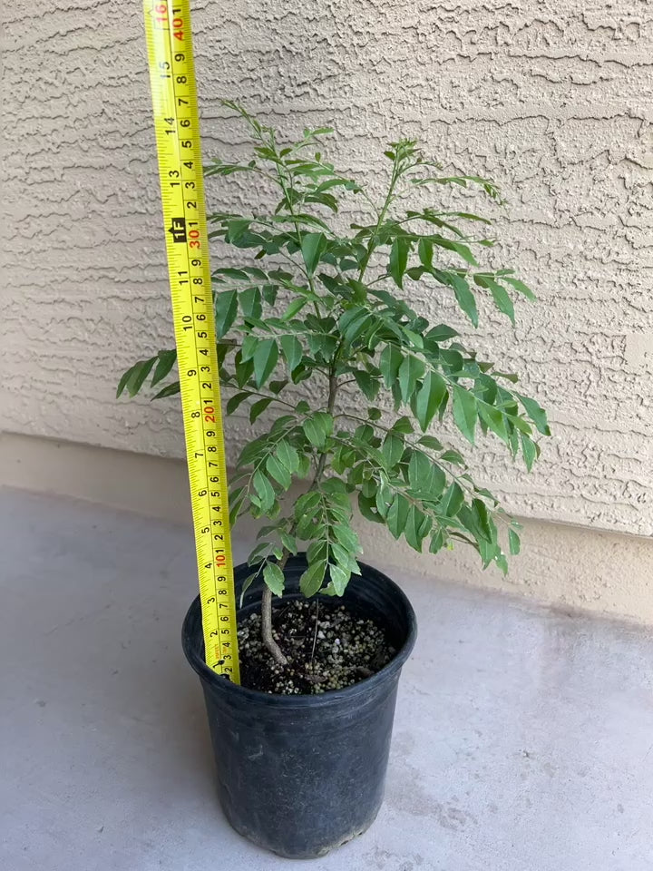 Healthy Curry Leaf Plants 6 Inches