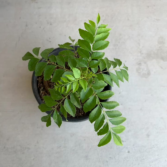 Curry Tree With Black Pot